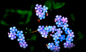 Twinkle, twinkle little star, how we wonder what you are proc natl acad sci u s a. We Are Little Stars Thoolikam Pictures Flickr