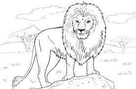 ร ประบายส ส งโต google search zoo animal coloring pages lion coloring pages animal templates