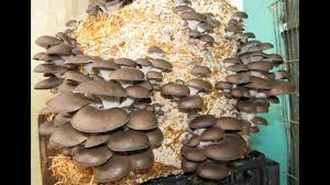 Con i kit di coltivazione funghi in casa questa attività è sicuramente divertente e facile. Conviene Coltivare Funghi Su Paglia Should We Grow Mushrooms On Straw Youtube