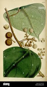 Image result for Limeum fenestratum