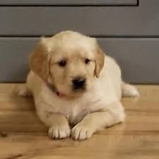 Golden doodles puppies for sale in qu… akc golden retriever puppies males and females, limited and full akc registrations. Attractive Golden Retriever Puppies For Sale In Buffalo New York Classified Americanlisted Com