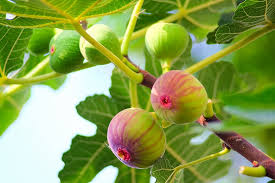 Bears concept mariners esports vsredzone. Fig Trees Buying Growing Guide Trees Com