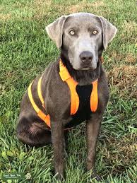 The cheapest offer starts at £3. Stud Dog Amazing Iowa Silver Lab With Upland Game Waterfowling Dock Diving And Shed Hunting Prowess Breed Your Dog