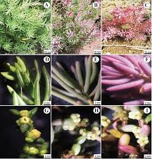 Image result for Suaeda