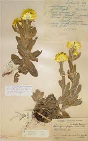 Image result for Helichrysum aureum