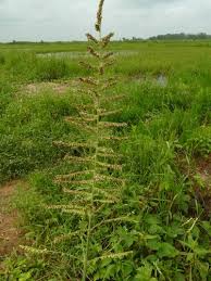 Image result for Echinochloa pyramidalis