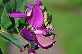 Image result for Polygala myriantha