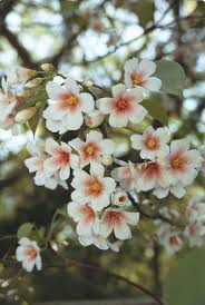 Image result for Vernicia