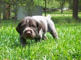 And to act as a guide for judges. German Wirehaired Pointer Puppies In Wisconsin