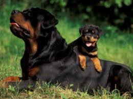 College crest oregon pets and animals 1,500 $. The Best Parrots In The World Rottweiler Puppies For Sale In Gauteng