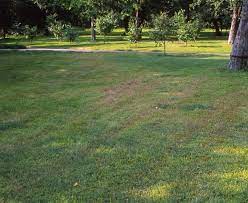 Most gardeners only use hydrogen peroxide when root rot is visible or noticeable. Dirt Doctor Library Topics