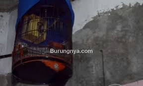 Kemudian karpet yang kotor bisa dipersihkan untuk digunakan kembali. Tips Ternak Burung Murai Di Sangkar Gantung Agar Berhasil Burungnya Com