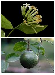 Image result for Loganiaceae