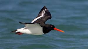 Black Bird With Black Beak Uk Northern England Oystercatcher Google Search Animal Of Scotland Beautiful Birds Sea Birds