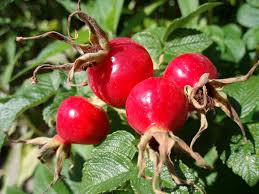 We did not find results for: Rose Hip Wikipedia