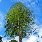 Image result for Antiaris