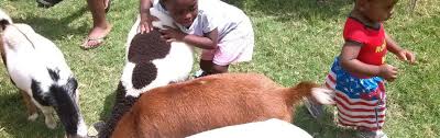 Having a fiesta burro also know as a water donkey at your event. Mobile Petting Zoo A One Of A Kind Petting Zoo Dallas Fort Worth