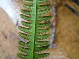 Image result for Amblovenatum