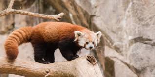 As you make your way up through the pro versions, panda antivirus begins offering some of the more compelling tools, like backup schedulers, and removes browser offers from. Is A Red Panda A Bear And More Red Panda Facts Smithsonian S National Zoo
