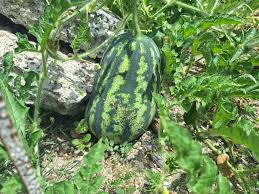 Image result for Citrullus lanatus