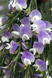 Image result for Psoralea