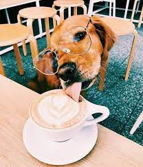 Pin By Avocadontlikeu On Dog Gone Cute Puppy Cuddles Cute Dogs Puppies