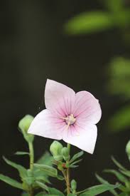 花びら 4 枚 の 花