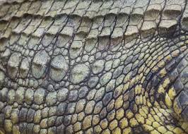 This period began about 237 million years ago and lasted about 37 million years. 31 Facts About Africa S Nile Crocodile Crocodylus Niloticus Storyteller Travel