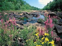 Flowers Rocks Water Nature Trees Hd Wallpaper Peakpx