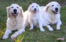 Image result for zlatý retrívr