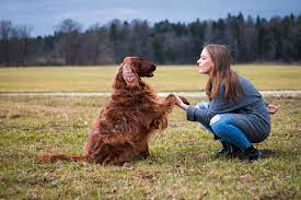 How To Become A Dog Trainer