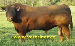 Angus Aberden Sigir Irki Www Veteriner Cc Veterinerler