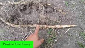 Getting rid of bamboo can be done in two ways. How To Kill Bamboo In Your Yard And Garden Lovetoknow