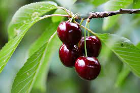 Save money on essentials like groceries, household & personal care items and discover new things every week! 6 Delicious Recipes To Showcase Cherries Yarra Valley Cherries