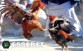 Bahkan bisa dikategorikan sebagai warisan budaya dan dilestarikan hingga kini. Sabung Ayam Online Ayam Peru S128 Arena Indonesia S128