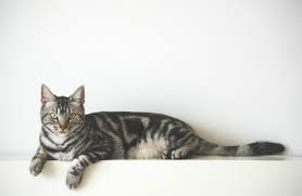Usually, neutering a tom will curb its desire to roam, although cats are a little different than dogs and wander for reasons other than reproducing, such as neutering early is your best bet to avoid that urge altogether. Cost To Neuter A Cat Cat Advice Purina One