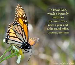 Butterfly Quotes Funny Quotesgram