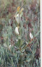 Image result for Balanites pedicellaris