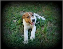 Border collie breeders below is a. Border Collies For Sale Portland Or