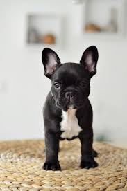 Little Frenchie Pup French Bulldog Puppies French Bulldog Dog Cute Animals