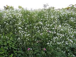 Image result for Stellaria