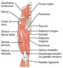 Spicermanyt at checkout for 40% off this tutorial! The Anterior Muscles Of The Thigh That Originate On The Os Coxae Are Lifeder English