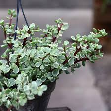 Image result for Grona afra