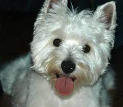 Westie | adopt dogs & puppies locally in ontario | kijiji classifieds. Westie Rescue Of Missouri