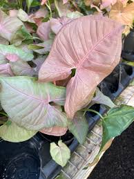 Image result for Syngonium