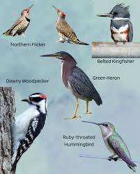 Image result for Justicia lithospermoides