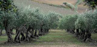 The Olive Tree The Symbolic Plant Of The Mediterranean Mediterras