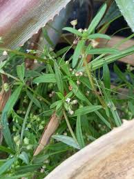 Image result for Oldenlandia rupicola