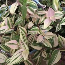 Image result for Tradescantia