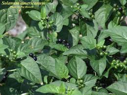 Image result for Solanum americanum